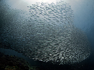 "Sardines"

From Pescador Island by Henry Jager 